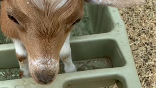 Butterscotch Joyride in a wheelbarrow