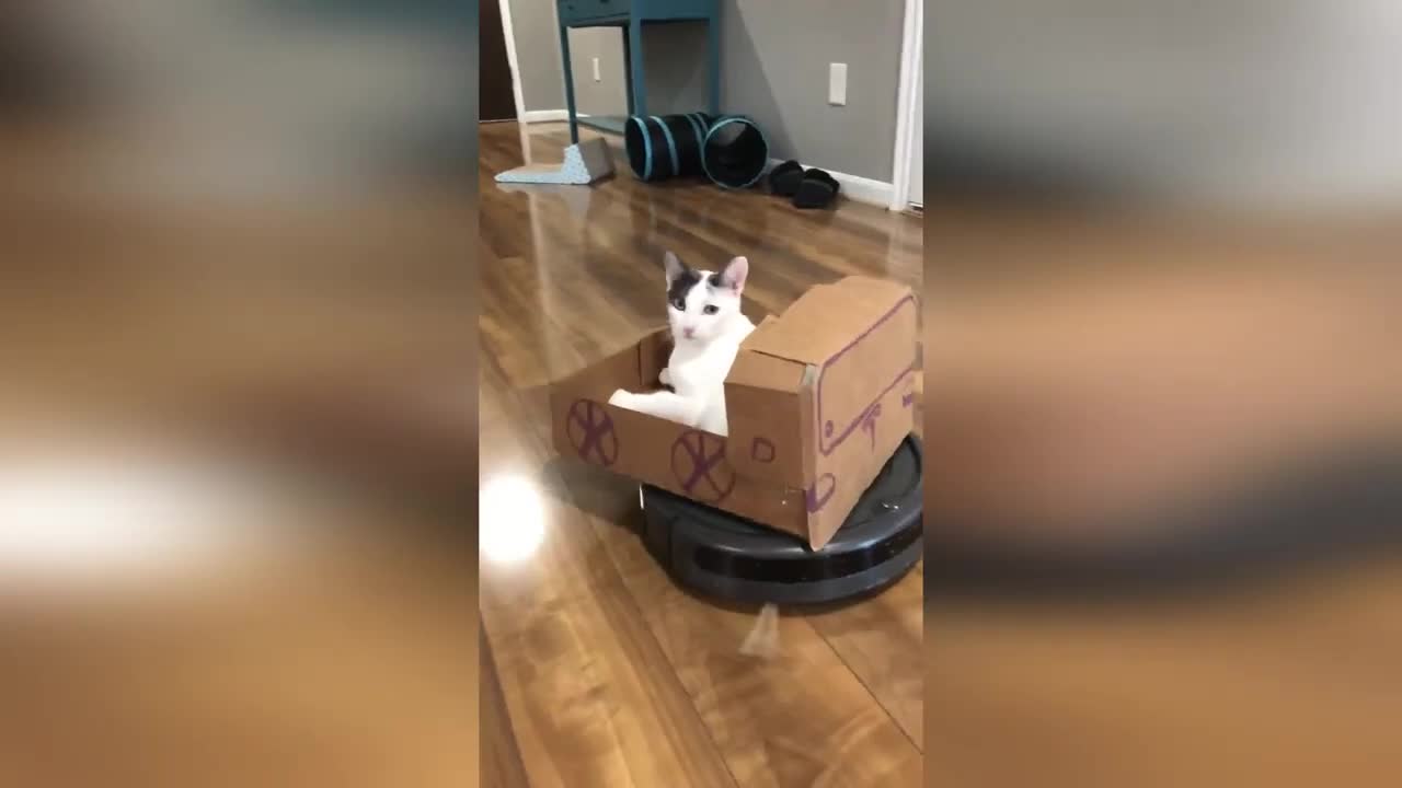 Cute cat rides a vacuum cleaner