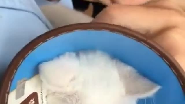 Funny cat injections(So brave!)