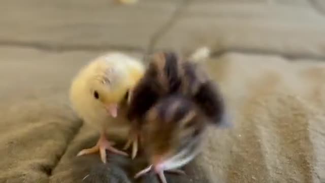 Mini chicken