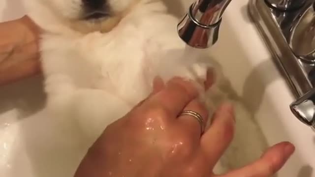 BATH TIME for Baby Polar Bear!