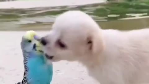 AWW so cute dog & birds 🥰🥰🥰