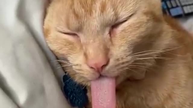 Funny Cats and Dogs - Video 2