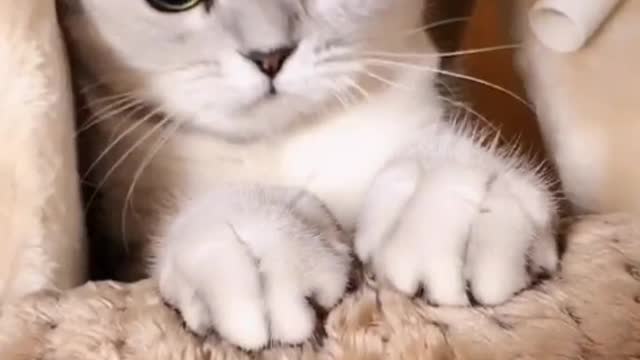I would like to accompany you for three lifetimes, a pillow book for one lifetime,