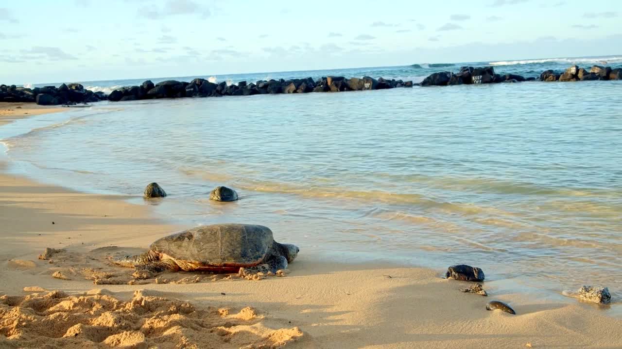 Sea Turtle on Beautiful Tropical Beach at Sunset