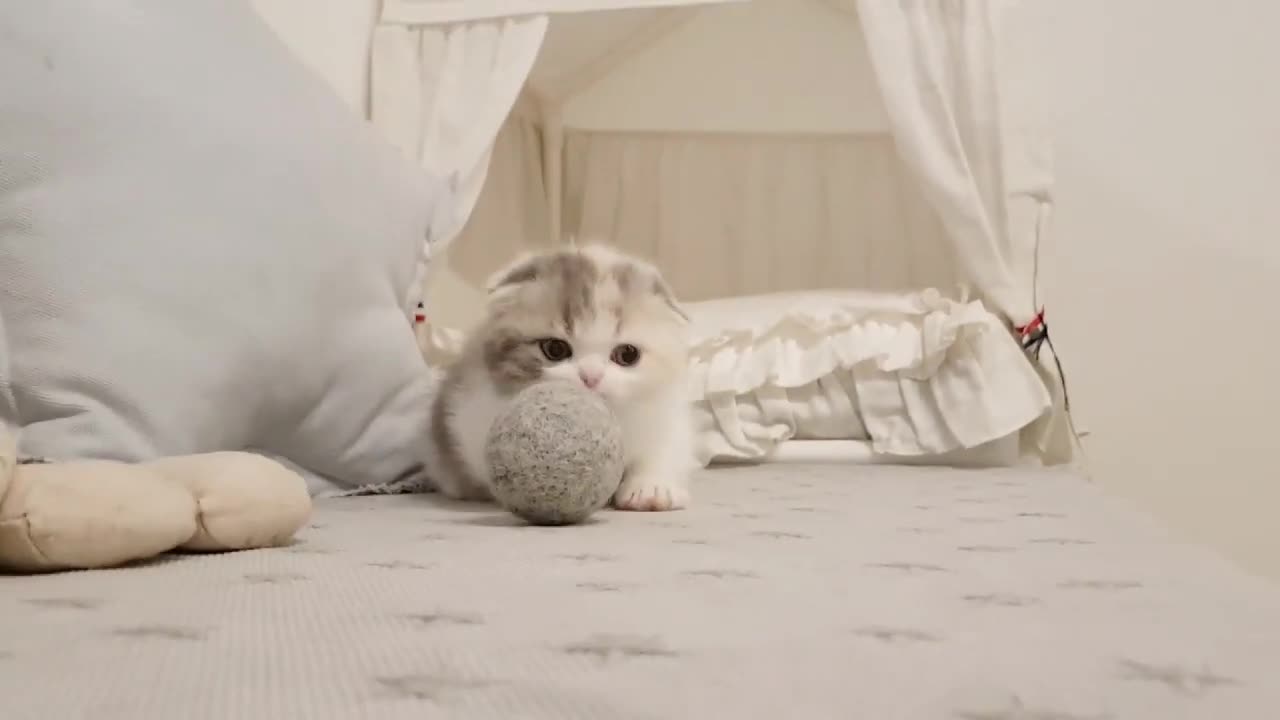 Cutest Baby Cats - Cute and Funny Cat Videos Compilations