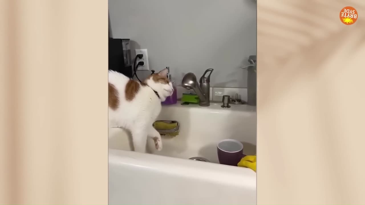 Funny animal Try not to laugh best comedy