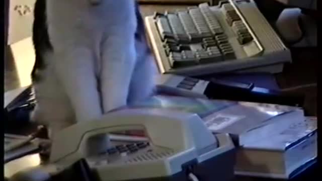 Cat answers office phone