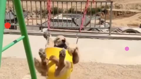 Cutie 🐕 doing morning exercise