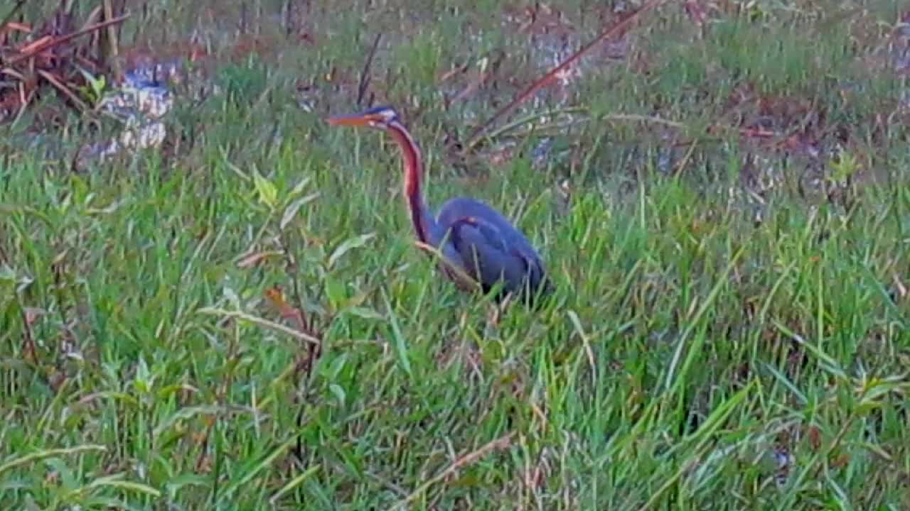 Another Purple Heron