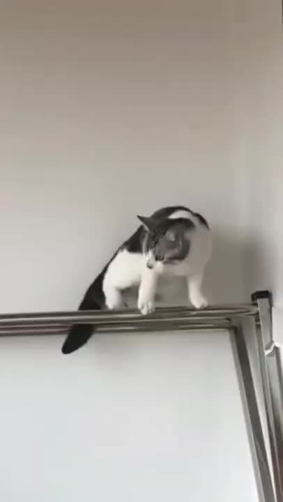 #shorts Super Funny Video TOP 2021 #