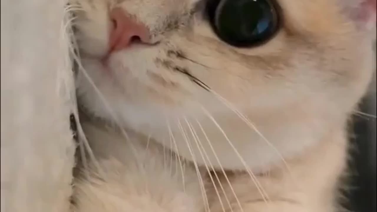 Aww cute cat 🥰😘