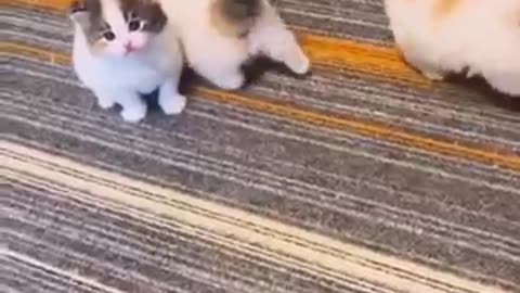 CUTEST CATS EVER!!!!