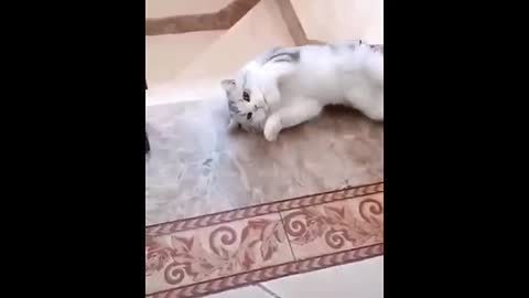 cat's funny moments..🐱