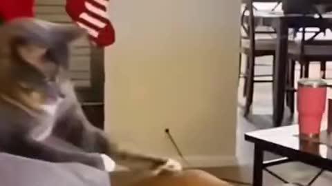 ny cats and dogs video 😂 #cat #animals #catvideos #cutecat #catlife