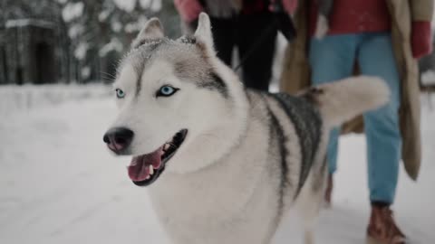 Hilariously Siberian husky showing route in Snow field at -10C