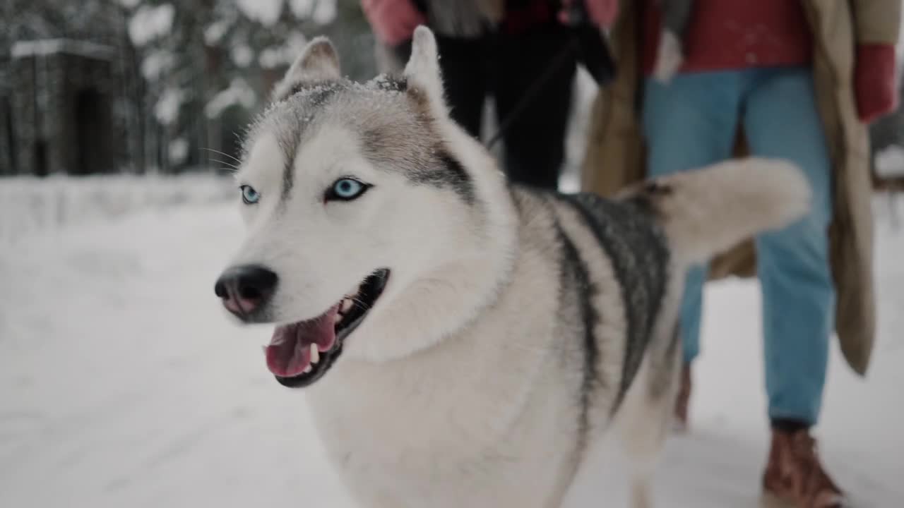 Hilariously Siberian husky showing route in Snow field at -10C