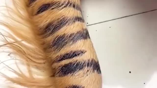 I am a tiger,don’t think I’m a dog
