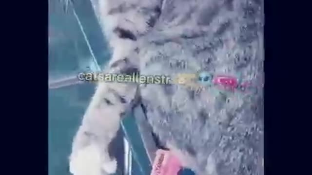 Funniest dog&kitty pets