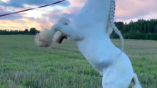 The Majestic Horse