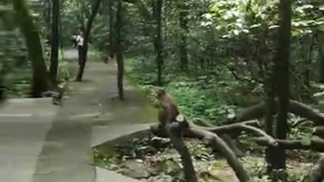 Wild Monkeys Roaming In The Forest Park