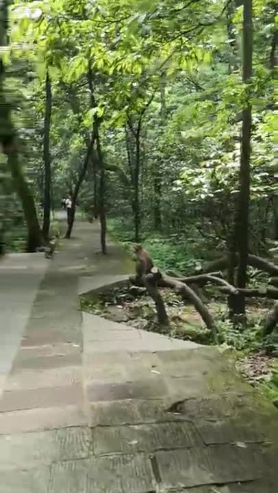Wild Monkeys Roaming In The Forest Park