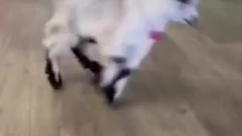 funny goat dance