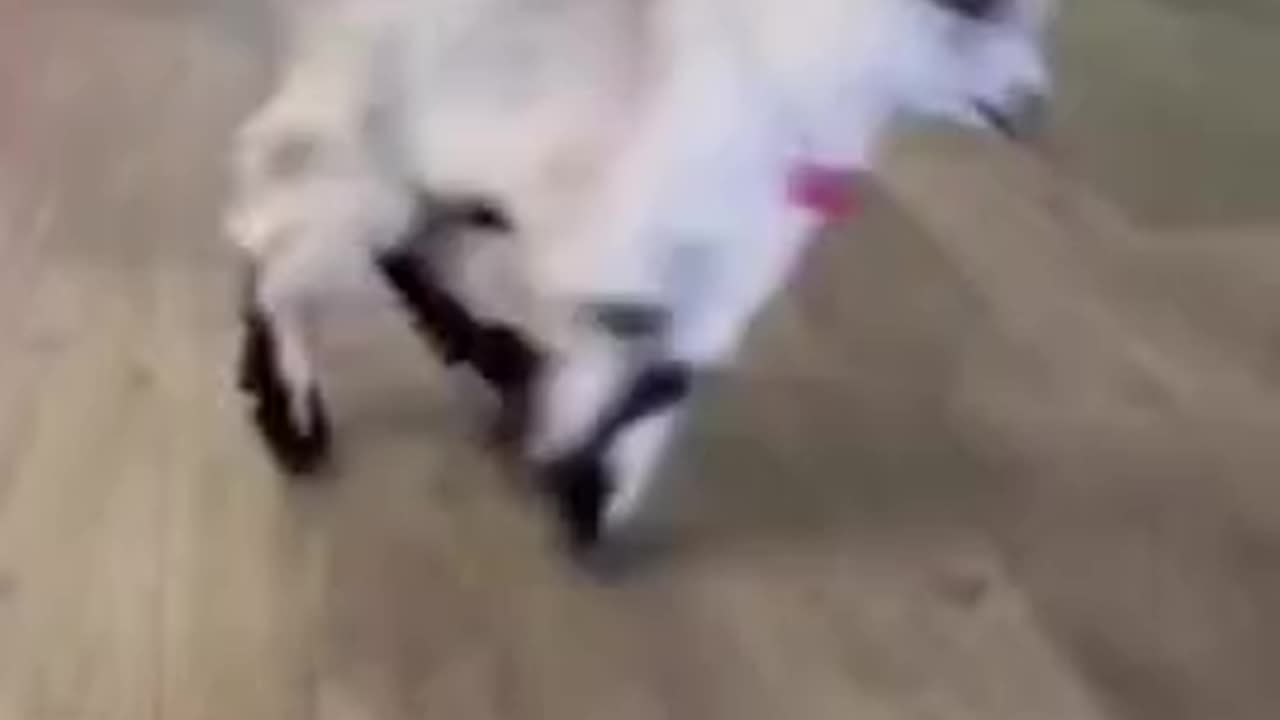 funny goat dance