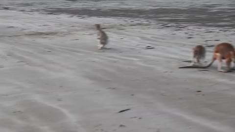 Wallabe Fight on the beach or cape