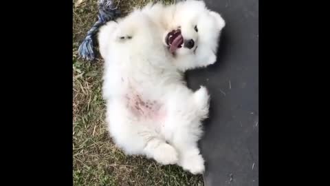 A dog that likes to roll on the grass