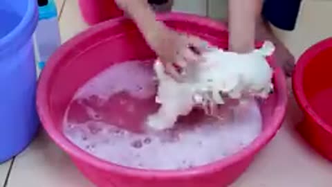 puppy bath