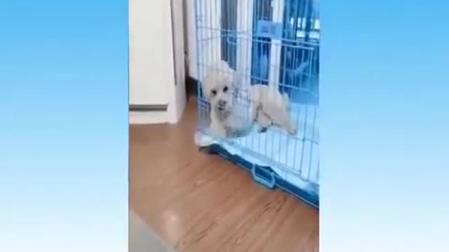Funny Cats I Cat Funny - Best memes, Animals, Try not to laugh!!!