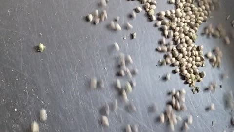 Seeds galore