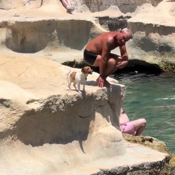 Swimmer dog | fully trained swimming in Sea with his owner