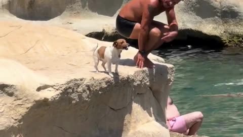 Swimmer dog | fully trained swimming in Sea with his owner