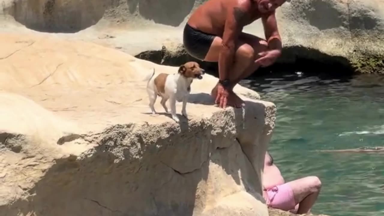 Swimmer dog | fully trained swimming in Sea with his owner