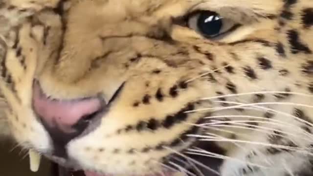 The leopard is very popular recently. How about th