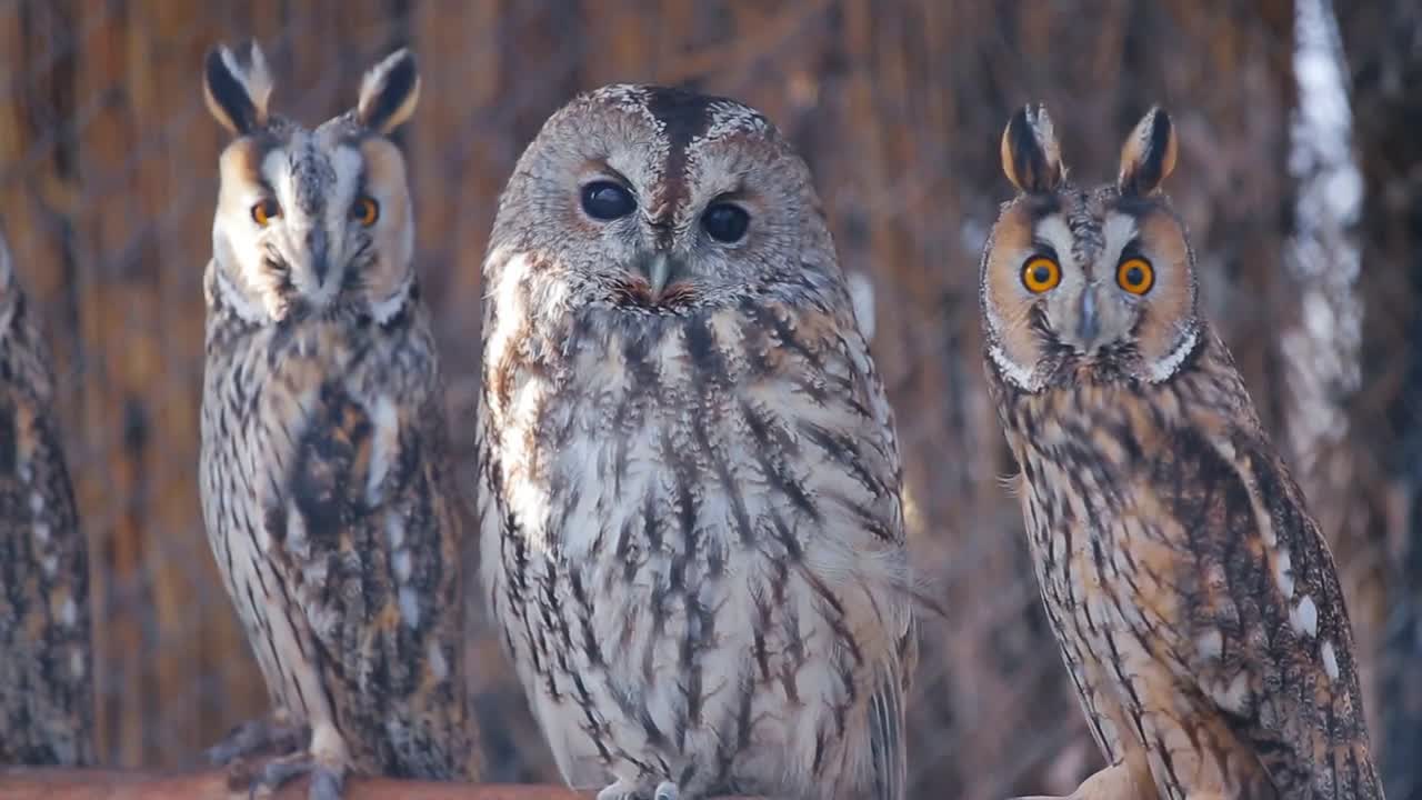 A few owls look straight into the camera