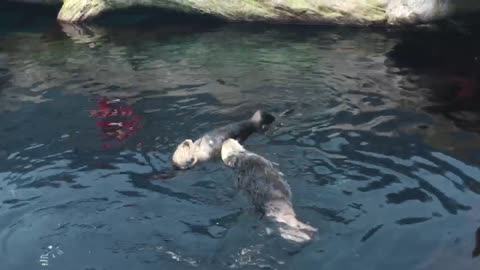 Sea lions in Zoos