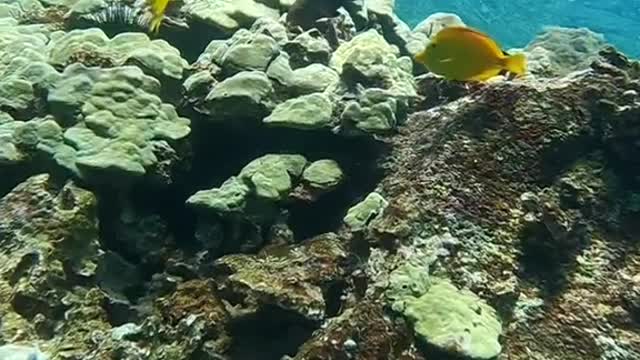 underwater#reef#planetearth