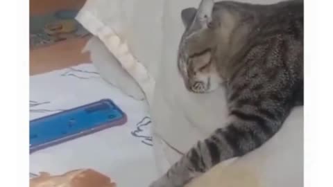 Sneaky Cat Pretends to Sleep & Steals Food! 😼🍗🥱