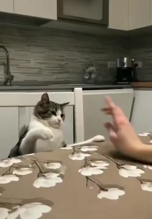 CAT FIGHTING FUNNY