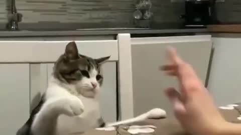 CAT FIGHTING FUNNY