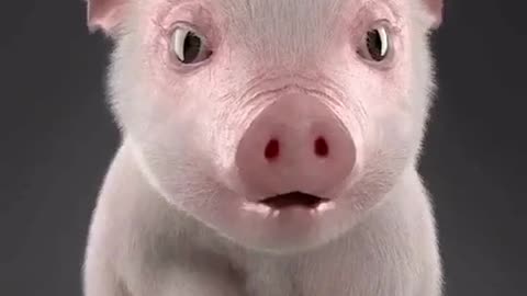 love of pigs