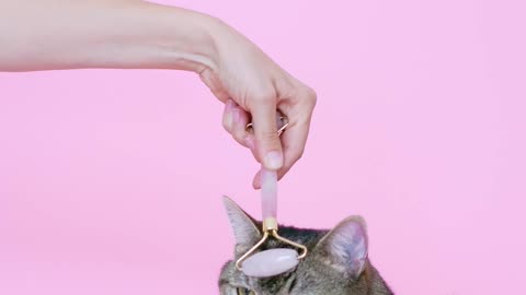 Person Massaging a Cat With a Facial Roller