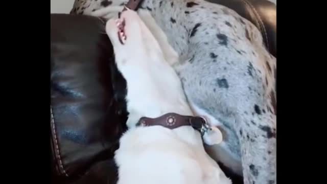 dog funny moments #2