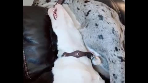 dog funny moments #2