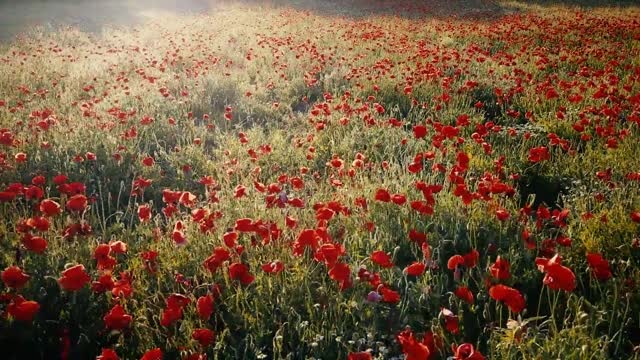 Poppy flowering field