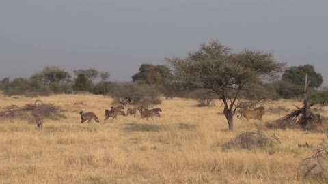 LIONS VS HYENAS - Clash of Enemies