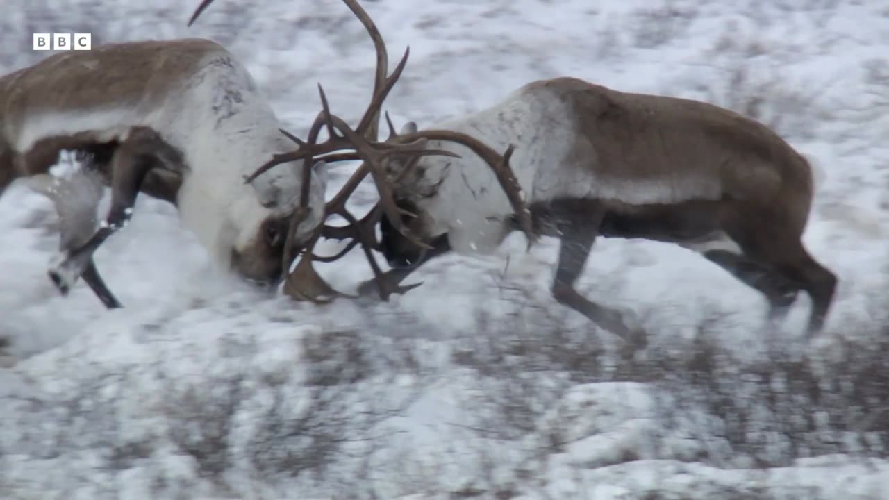 Winters Ultimate Heavyweight Fight Earths Great Seasons BBC Earth